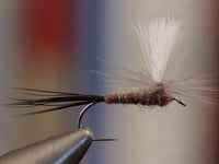 Isonychia Parachute. From Tightline Productions