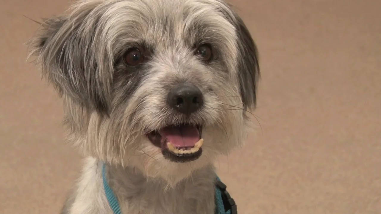 Jump Cutters Video Portfolio Feels Like Home HSSV Fur Ball 2012