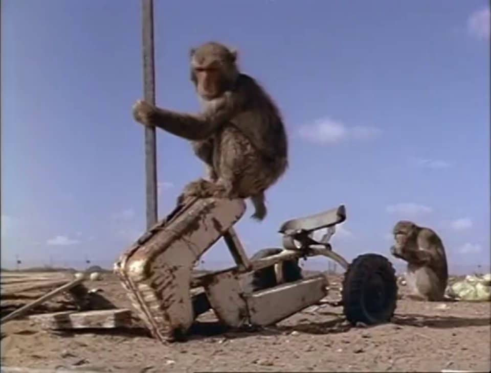 The Snow Monkeys of Texas (National Geographic) on Vimeo