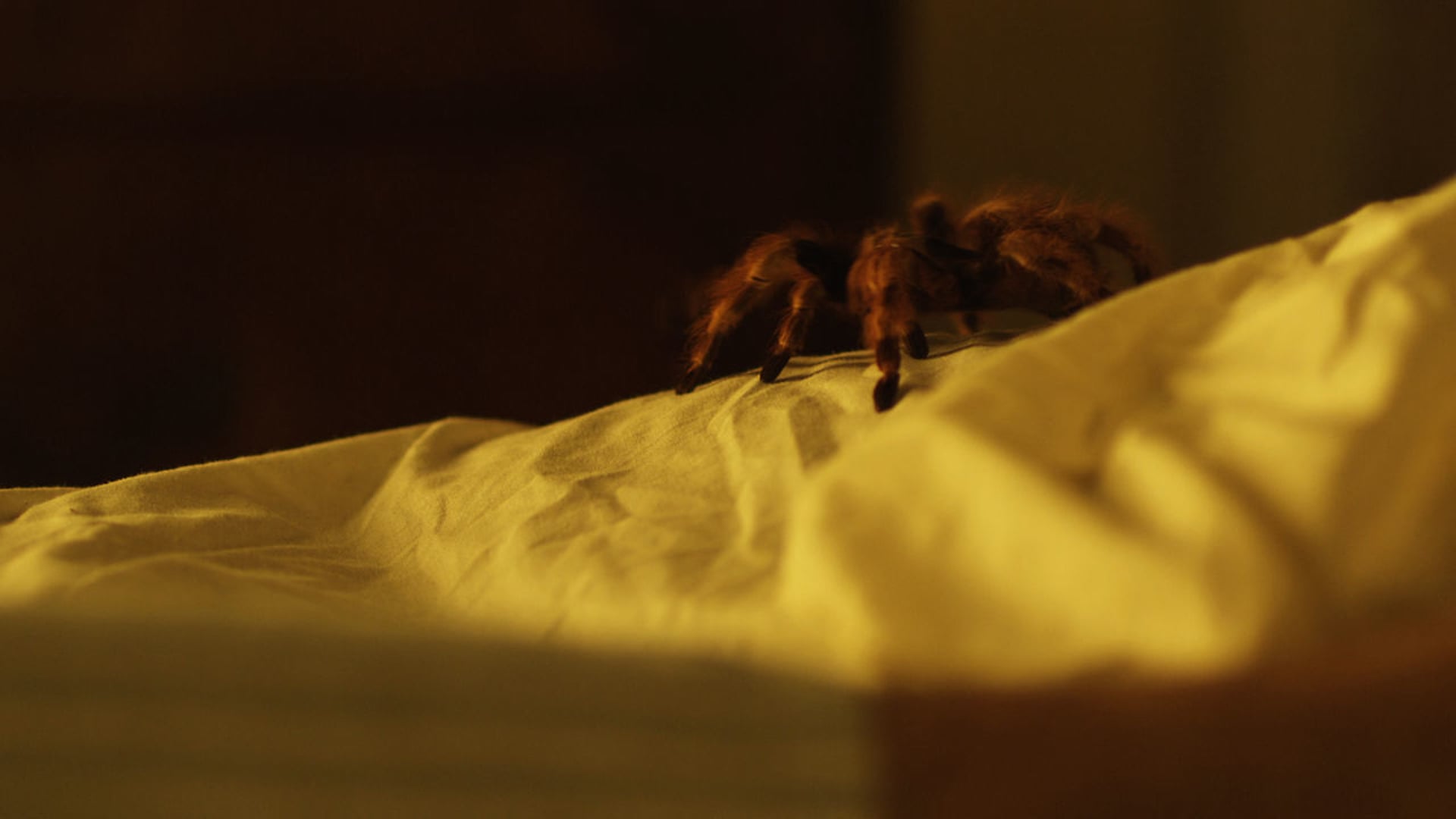 2. La Migala (The Bird Spider)