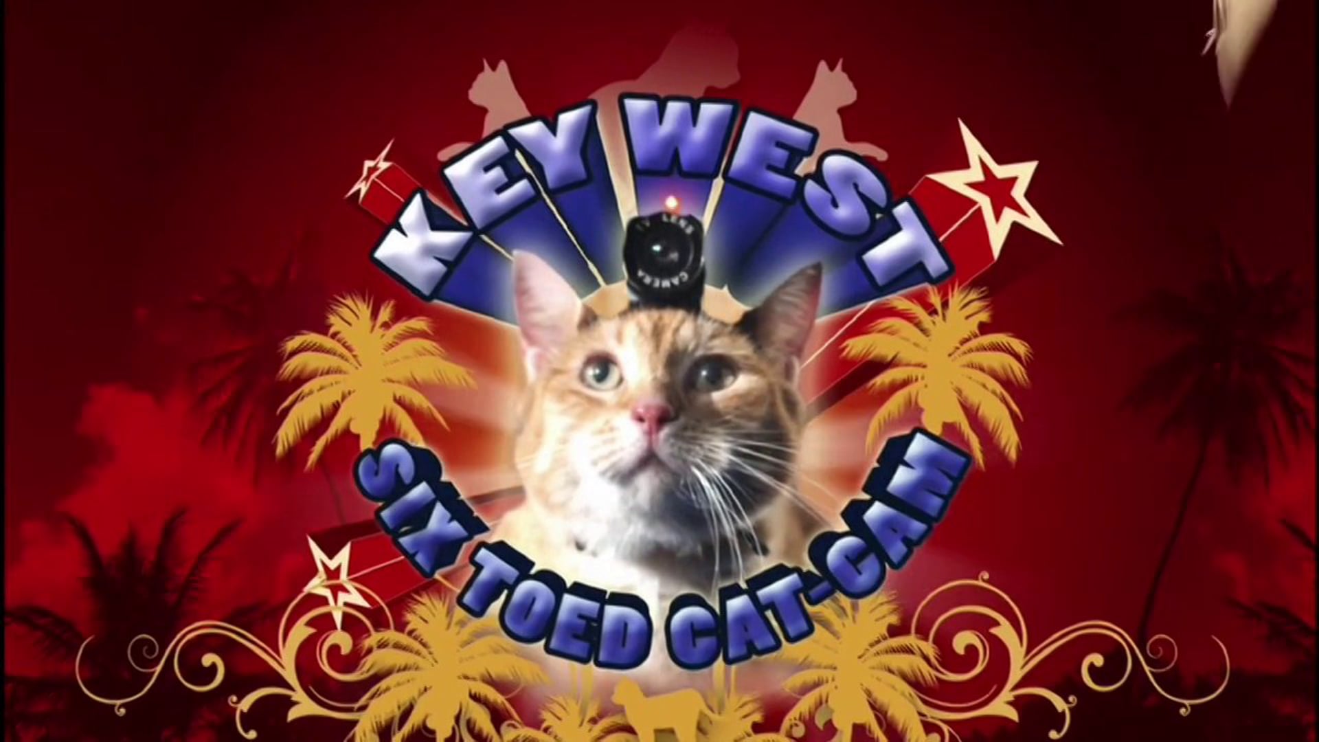 Key West Six Toed CatCam