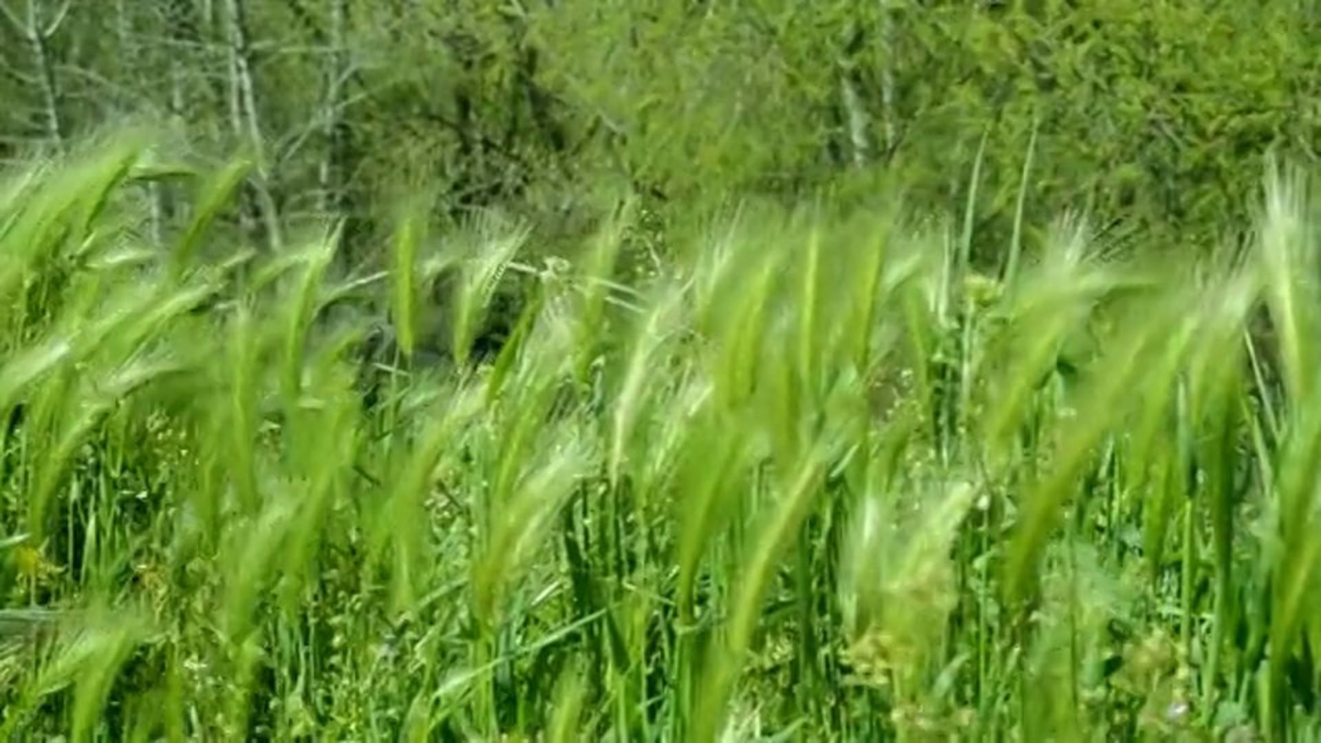 Ecoaldea KanaWen