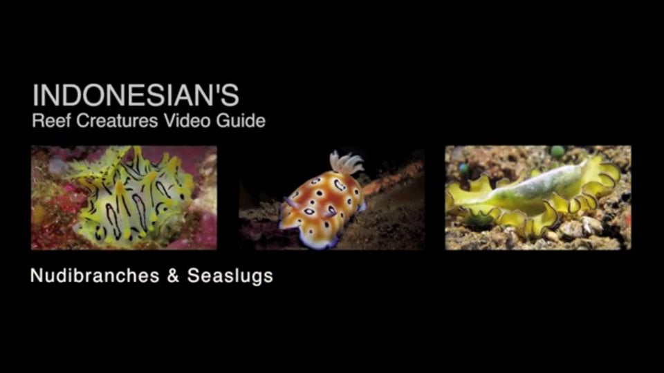 Nudibranches & Seaslugs footages filmed across eastern indonesia by Lesargonauts