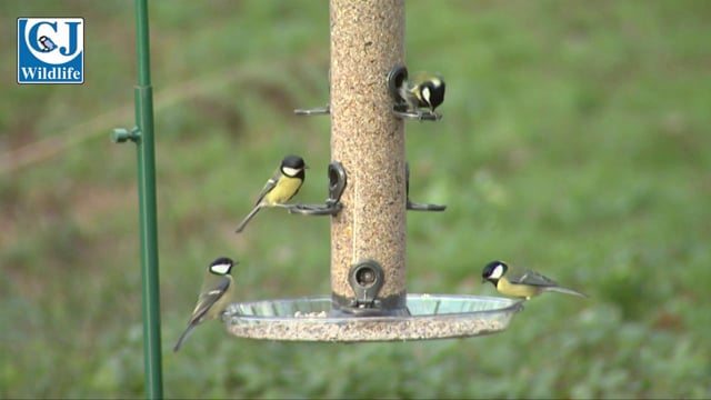 CJ Wildlife Adventurer Seed Feeder and Feeder Tray