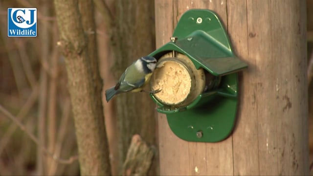 Peanut Butter Feeder