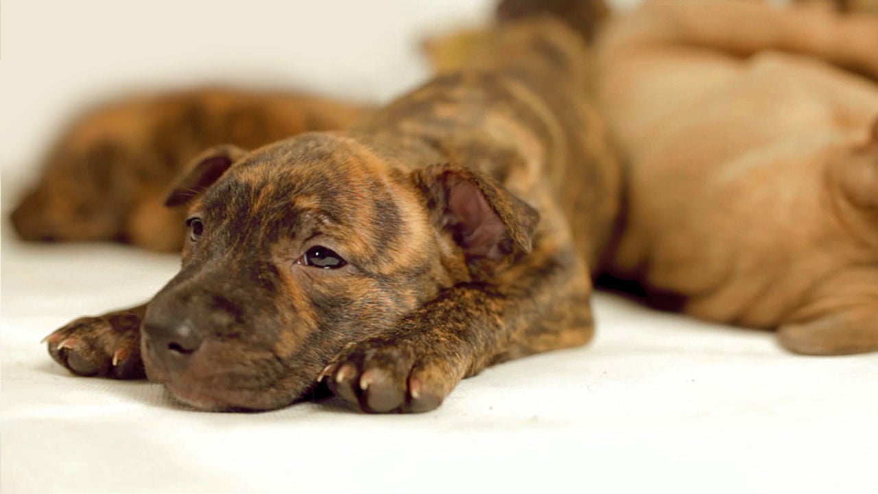 Cutest Pitbull Puppies Ever On Vimeo