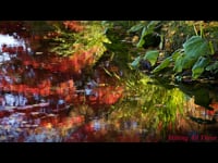 Sample Video