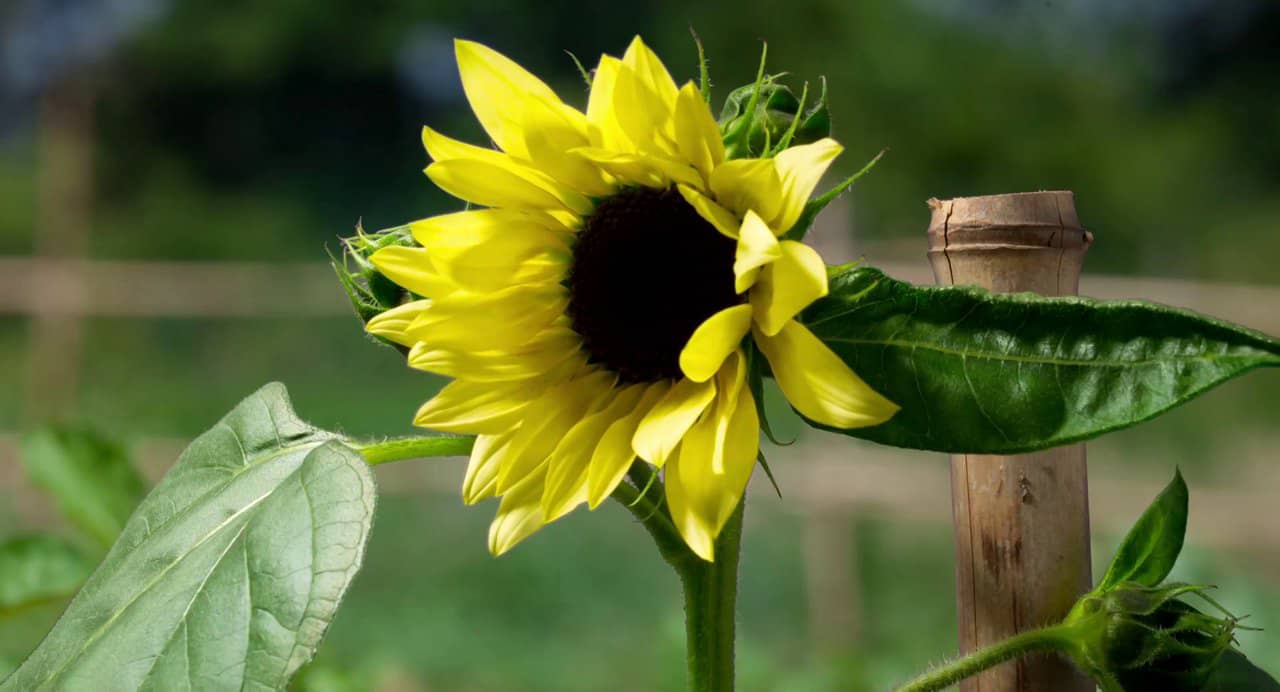 Sunflower Time Lapse Composite on Vimeo