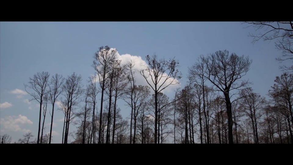Explosions In The Sky & David Wingo - Prince Avalanche: An Original
Soundtrack