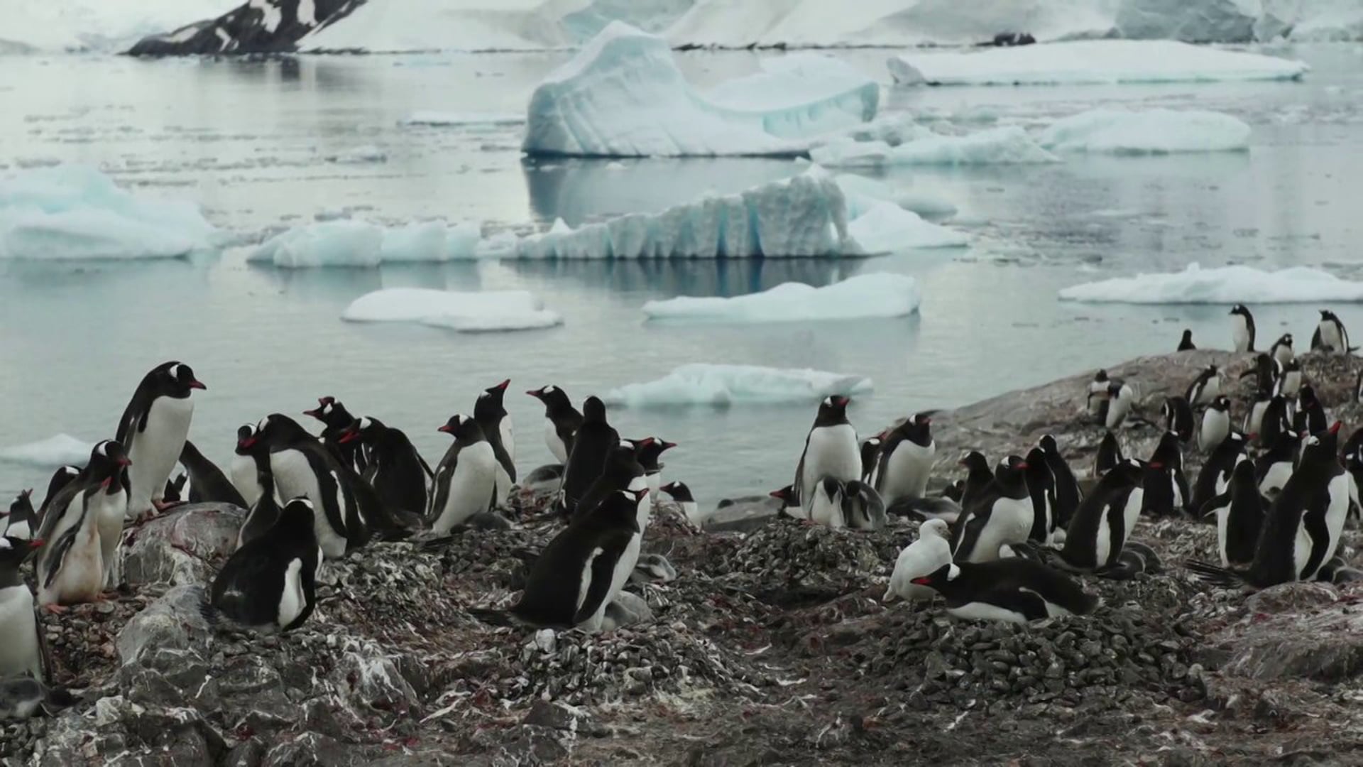 Antartica Joven