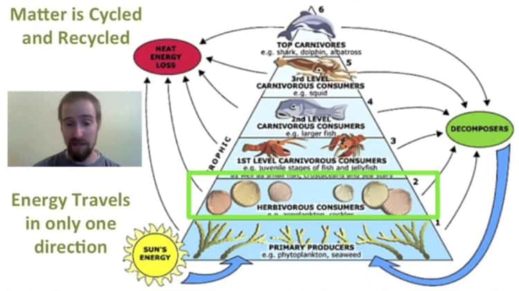 biogeochemical cycle biology