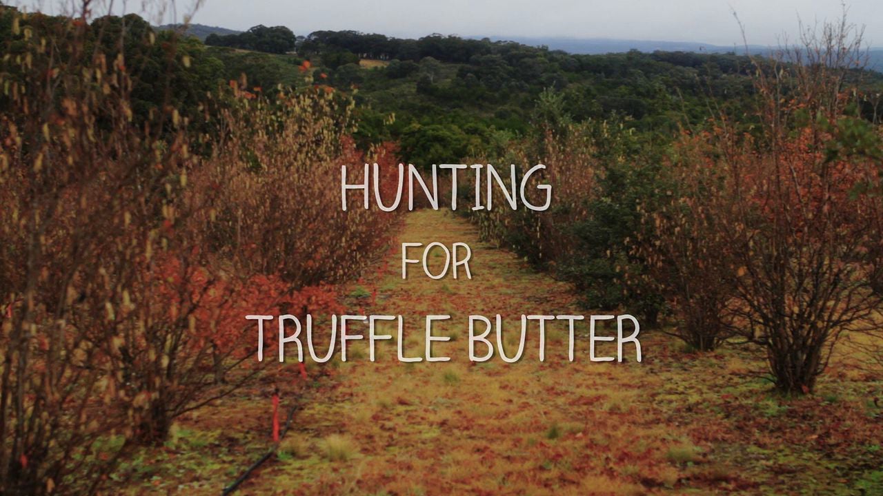 Hunting for Truffle Butter