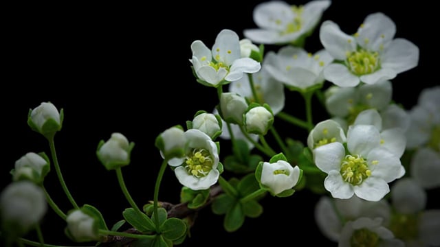 Macro Timelapse;Bye Bye Bunny;Phonat - Ride The prejudice;Constellation Quilt;J.Views - Far Too Close;BAOBAB;AR 1304;The ORWELLS - Blood Bubbles;"Get Old" Hy Snell, 94;Ten Thousand Days;Pixies - "Bagboy" (Official Music Video);Adrift;Nimbus Machina;Husbands - You, Me, Cellphones;ColourBleed | Short Film;Black Day To Freedom;BJÖRK - "MUTUAL CORE";Jory Brigham Design;LAX – Bradley International Terminal;GENTLEMAN EXPLORER (OFFICIAL TRAILER);"Six Photographs": René Burri;"Some Girl(s)" - Trailer;The Thingmaker;Arctic Monkeys - Do I Wanna Know?;Happily Ever After;CHVRCHES - GUN  // Director's cut;Secrets From The Recycling Plant: How A Used Bottle Becomes A New Bottle;OFF MAIN ST. Episode One | THUNDERCAT;Shaman Fighters;Solace;JOBURG PARTY! A snapshot of South Africa's new youth underground;Anklebiters | Paramore | Official Video;The Worst;De riz ou d'Armenie / A story of paper;People in sunny Russia;(no)where(now)here : 2 gaze-activated dresses by ying gao;The Making of Longbird;STAR TREK teleport effect | "Beam me up, Joey";Beauty;Valgeir Sigurðsson - Between Monuments;Salt & Pepper;THE POSTAL SERVICE -  A Tattered Line of String;Dr. Easy;Hyper Drive YURIKAMOME;SMALL FEET – RIVERS [official video];Contra el Mar / Against the Sea;Vial of Sound | A Lifetime Passed;Lake Cushman;La Huida - The Runaway (HD version with English subtitles);What Is Neorealism?;Postino - I Love It (OFFICIAL MUSIC VIDEO);On Departure;Unified;The Futureheads - Meet Me Halfway;Ikea - Pussy People;INSPIRATION;“Principles of a Protagonist” by Willis Earl Beal - NOWNESS;Eunoia;Why don't we do it in the Road?;LSD ABC;Making The Leadenhall Building;Inside Jaws, A Filmumentary by @jamieswb (2013);Asian Gangs;Over you (2012);A Man Who Delivers;Origami of landscape;Exit;A-Trak - Jumbo;Mirage;TABLE FOR ONE;L'Orange Ft. Erica Lane - Femme Fatale;JOHN MAYER - SUBMARINE TEST JANUARY 1967, VIDEOCLIP by VIRGILIO VILLORESI;AN AFRICAN RACE;Beauty In Danger;"WE REFUSE TO BE COLD" (2011);SHUNPO;Tycho "Ascension";A supercell near Booker, Texas;Unsaid;Playground, Italy;Horizons;Art Shay: The Sporting Life and Times;OFFF 2013 Main Titles by From Form;Femi Kuti | The World is Changing  (Official Video);AUTONOMY;Everest -A time lapse short film;Convento de Santa Clara;HOW TO TRAIN YOUR ROBOT;METAMAN;Fran's Daughter;Cul-de-Sac;Paper City;Life and Freaky Times of Uncle Luke;My Happy End;OVO;THIS IS AFRICA;LA MIGALA (The Bird Spider);Urban Hippie;A Life Well Lived | Jim Whittaker & 50 Years of Everest;Directing 101