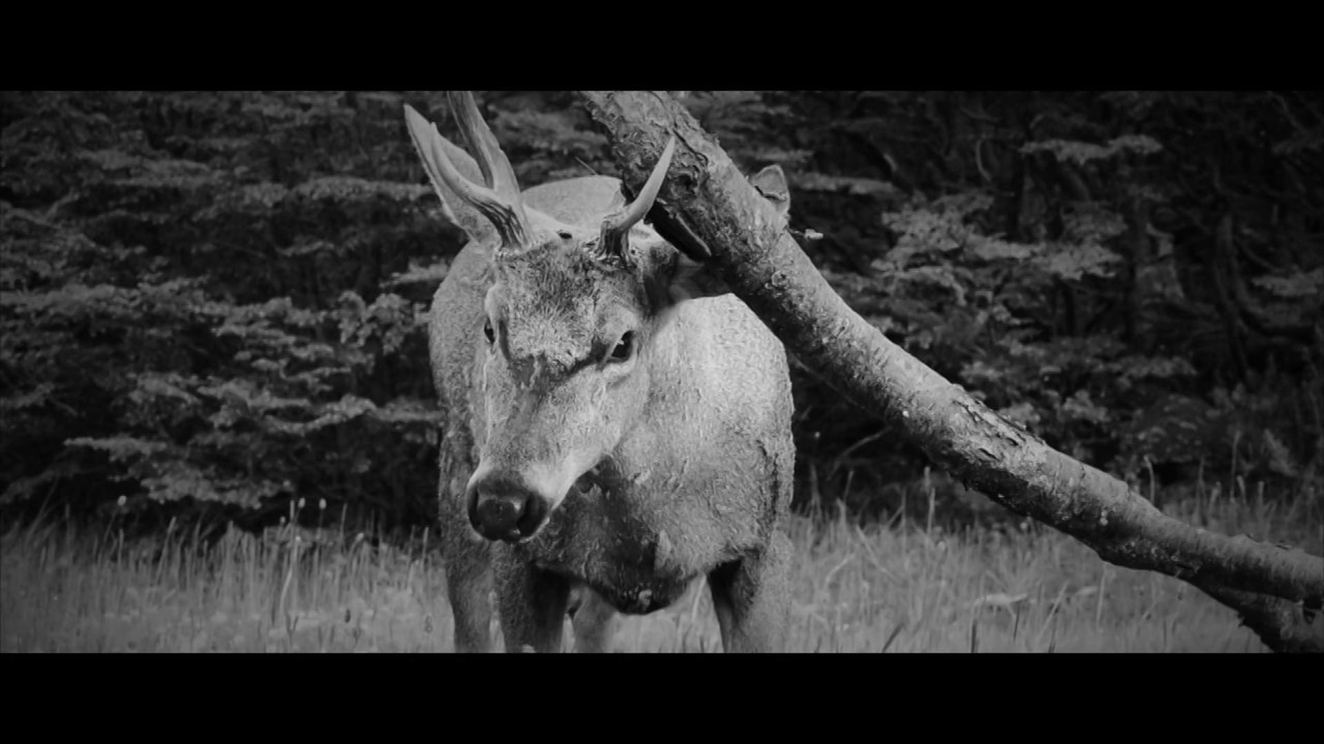 Lucha en la patagonia (huemul 2013)