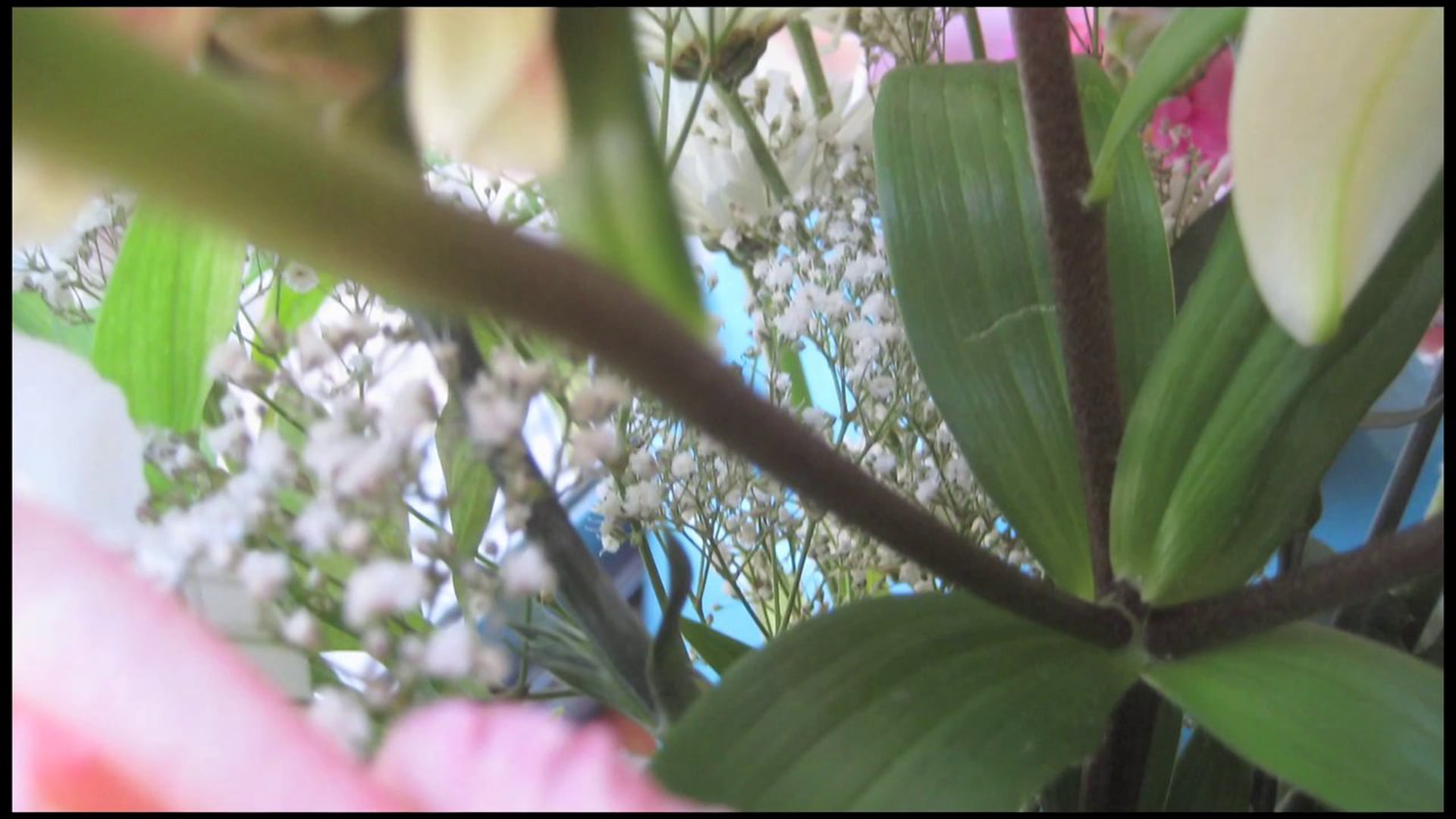 Flowerfilm (2009)