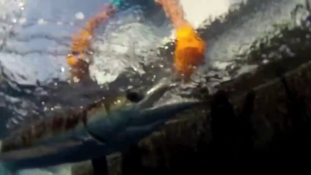 Fish Tank Sport Fishing | Ocean City 2012