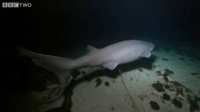 BBC Oceans - Six Gill Shark