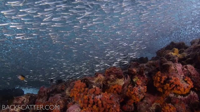 Panasonic Lumix GH3 Underwater Video Test