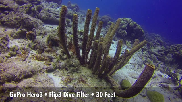 GoPro Flip3 Dive & Deep Tests - 2013 Digital Shootout in Bonaire