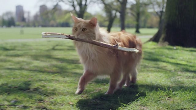 O2 "Be More Dog"