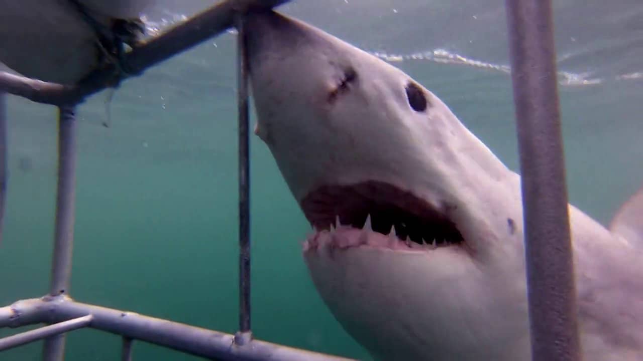 GoPro HD Great White Shark experience with Rob Lawrence on Vimeo