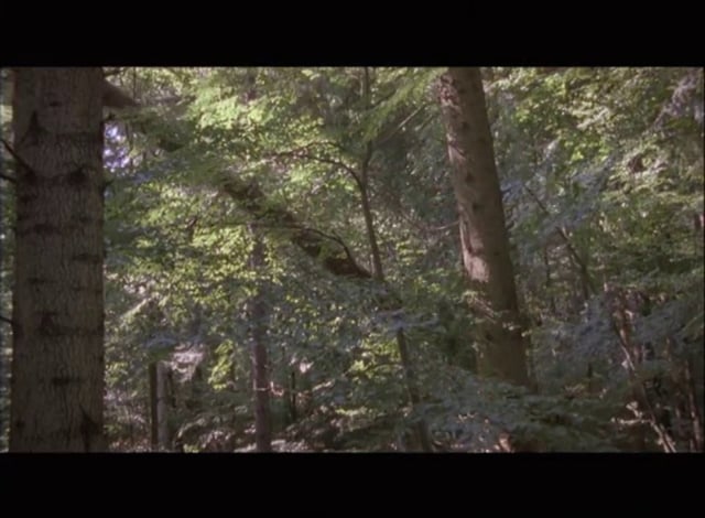 'The Forest' (excerpt), Ori Gersht 2005
