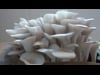 Mushrooms - a 24 hour time lapse