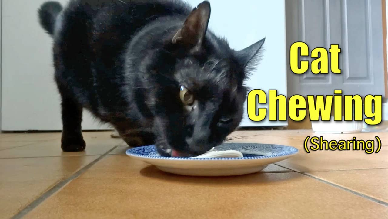 things for cats to chew on