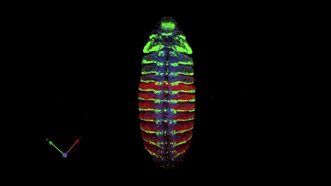 Drosophila - engrailed (yellow) and Ubx (red)