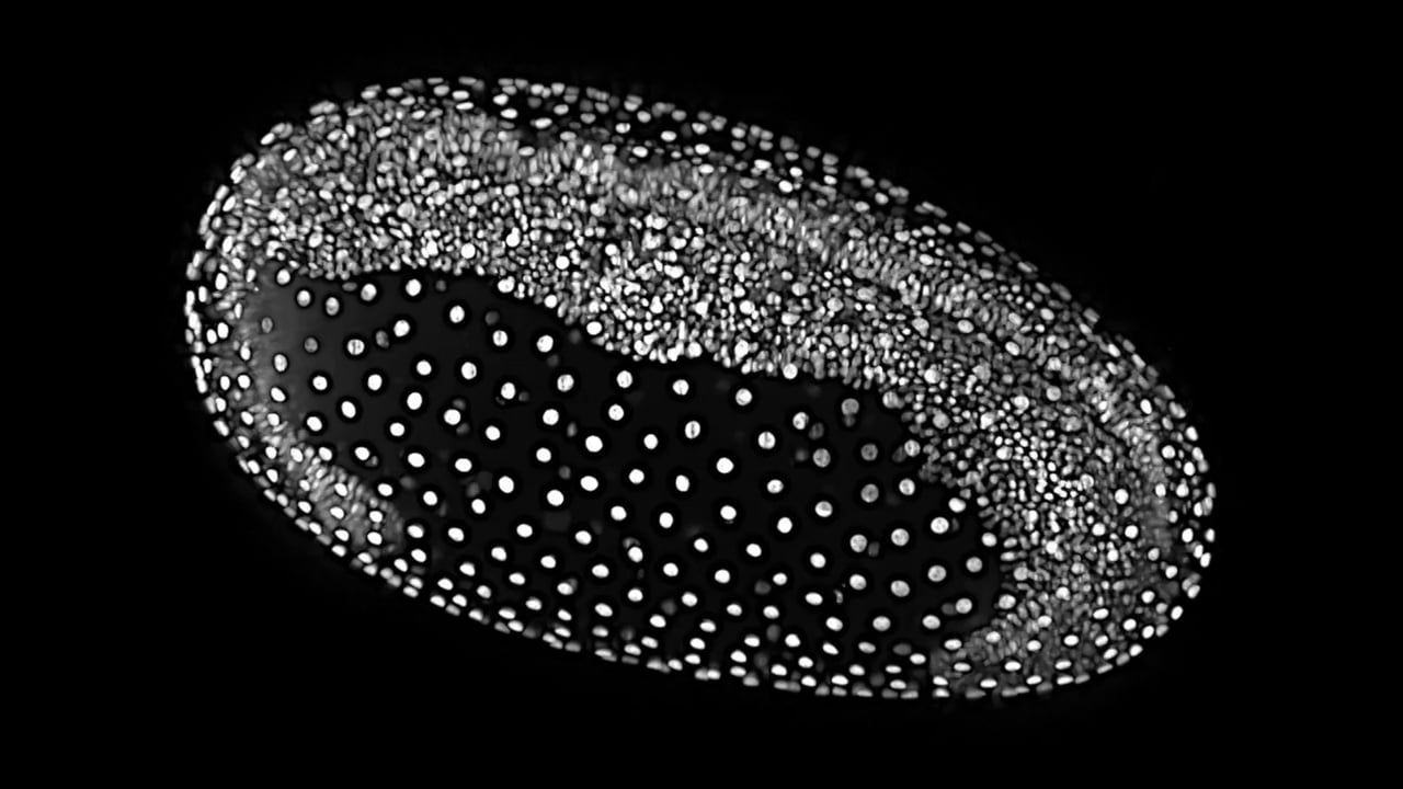 Tribolium embryo undergoing germband extension.   Zeiss Lightsheet Z1