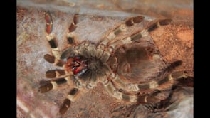 Tarantula Molting