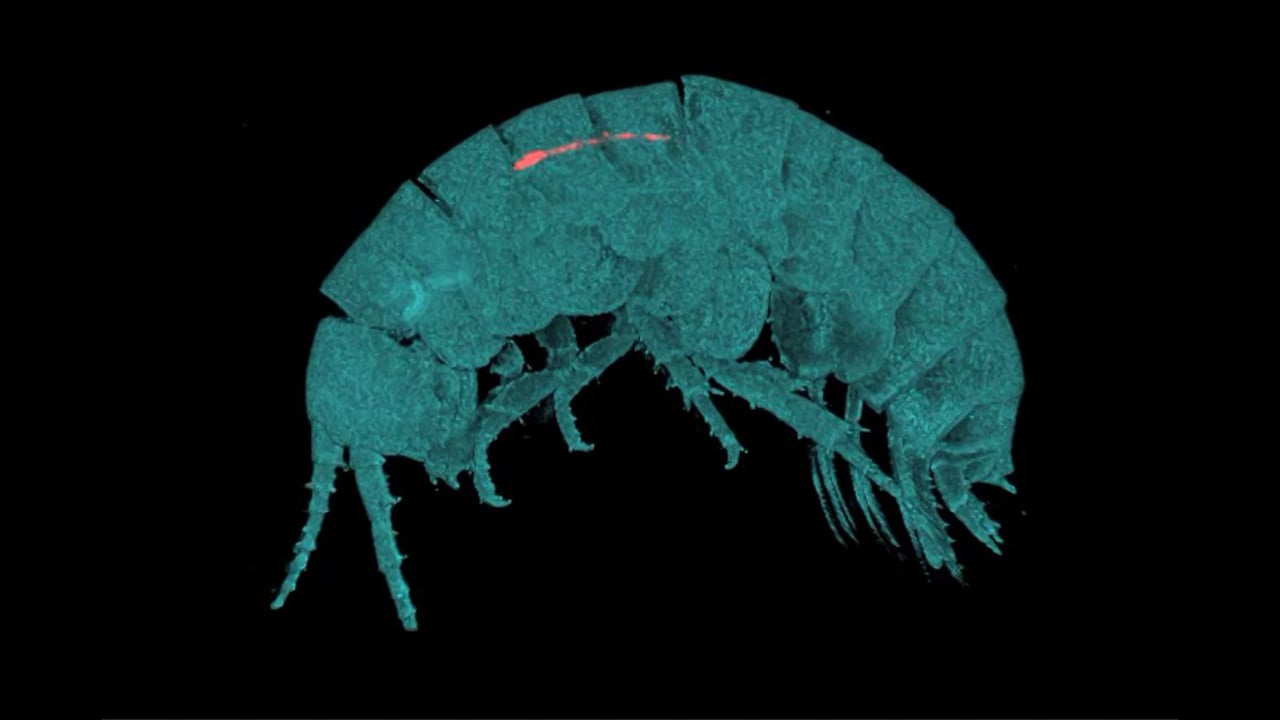 Parhyale vasa expression in an adult - fluorescence