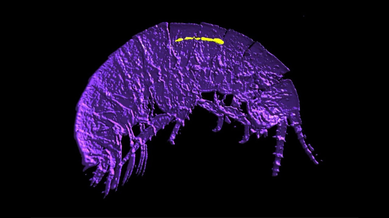 Parhyale vasa expression in an adult - isosurface projection