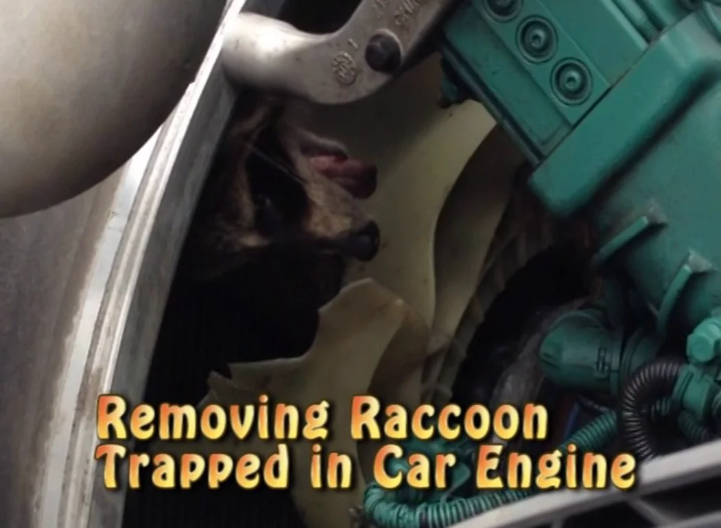 Removing Raccoon Trapped Inside Engine of a Car on Vimeo