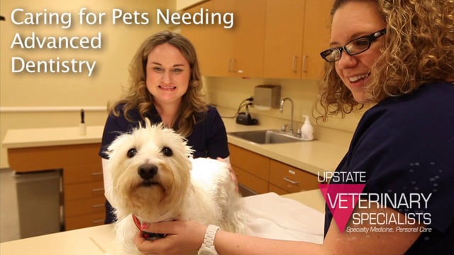 Dentistry at Upstate Veterinary Specialists