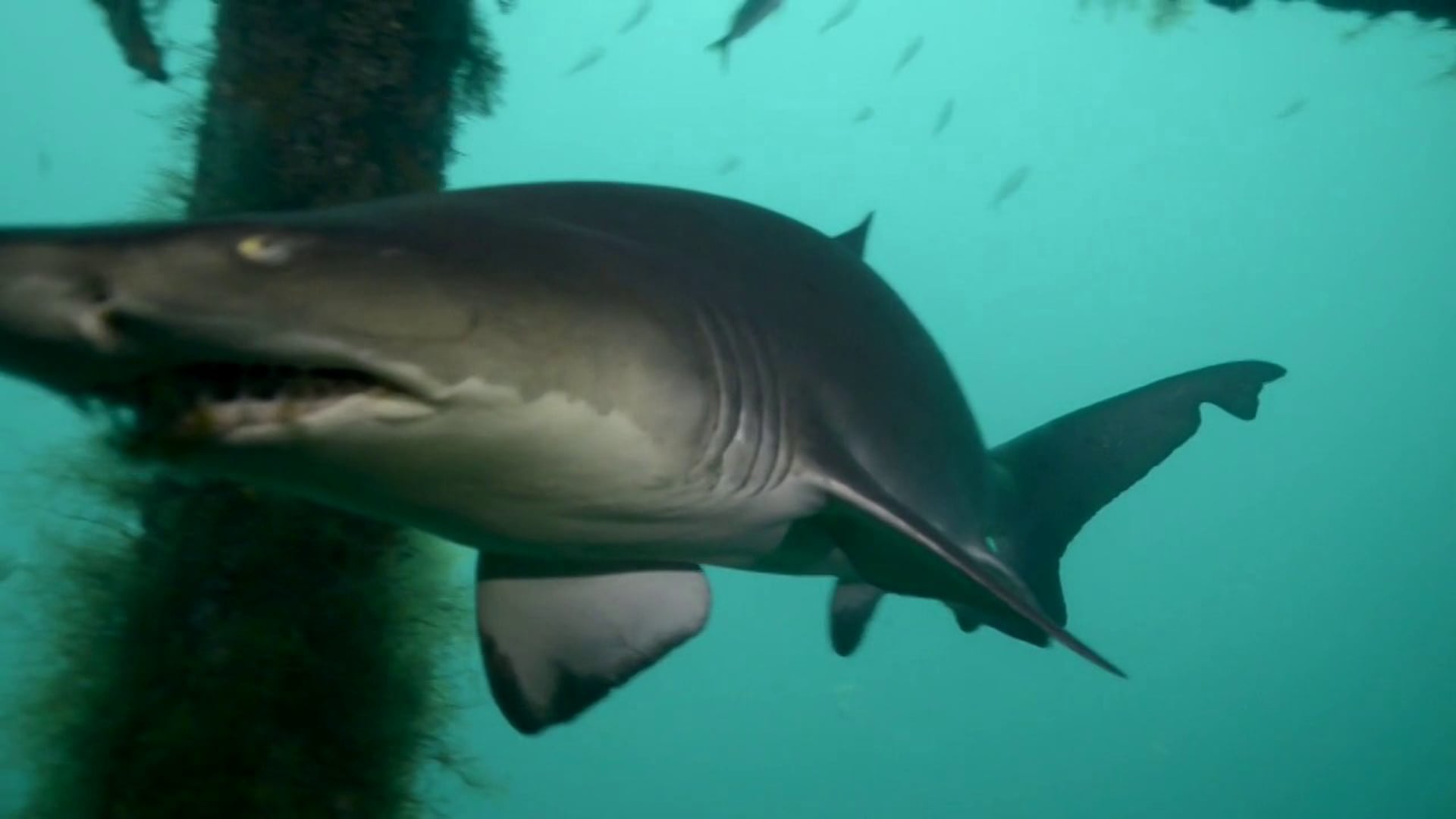 Wreck Diving with Sharks in North Carolina