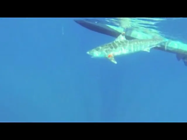 Colin Drake Marine Biologist