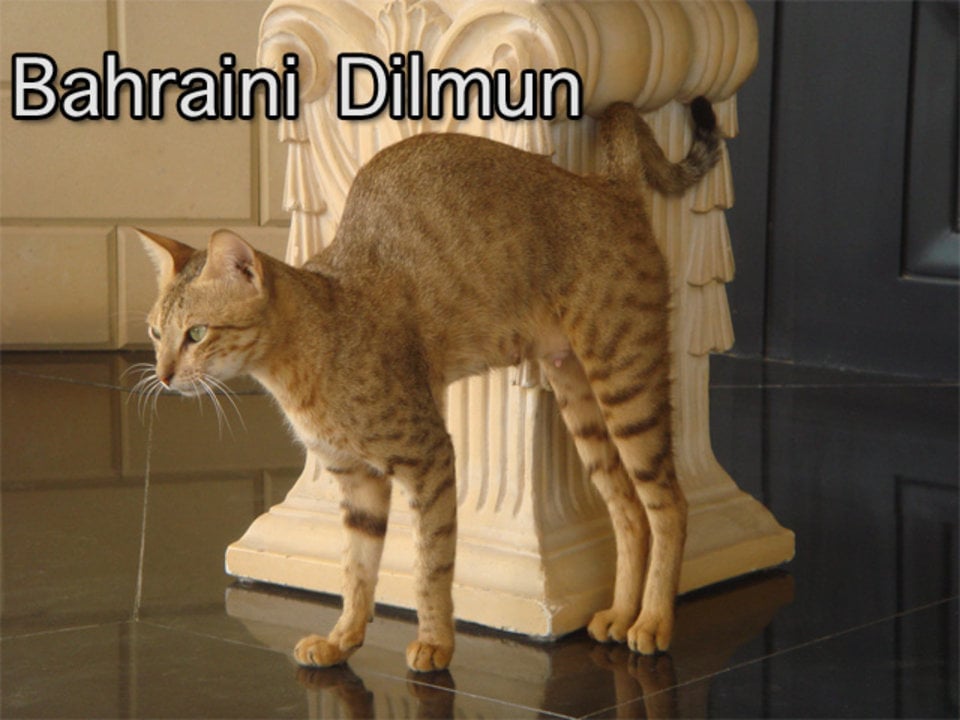 Bahrain Bahraini Dilmun cat with climbing kittens in garden on Vimeo