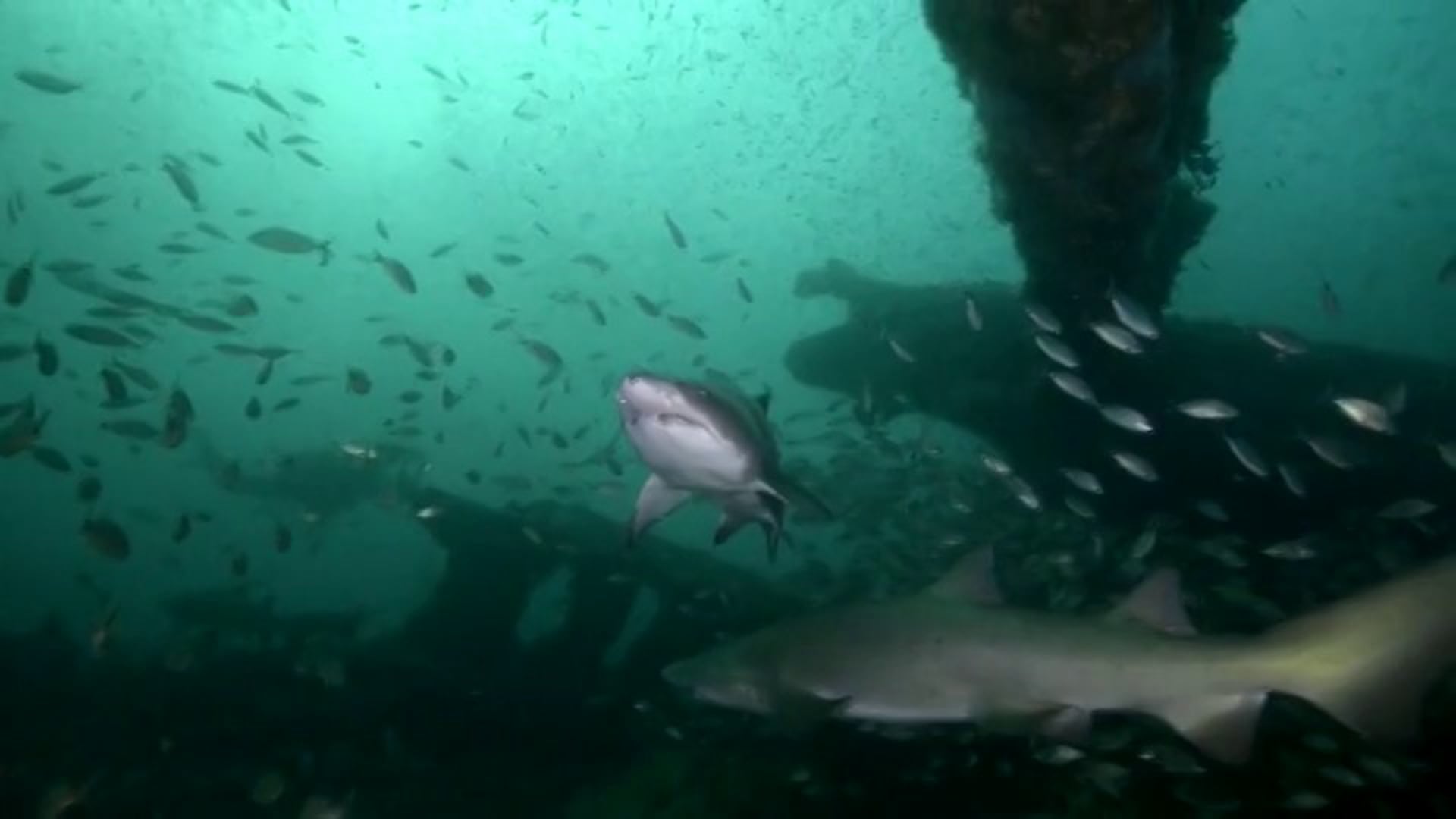 Wreck Diving with Sharks in North Carolina Part 2