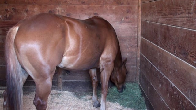 Horse Eats Hay in Barn Stall