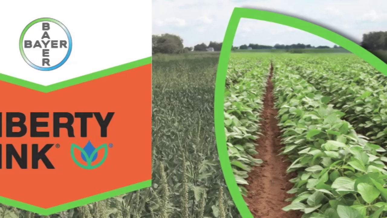 LibertyLink Seed Trait 2013 Product Guide for Soybeans on Vimeo