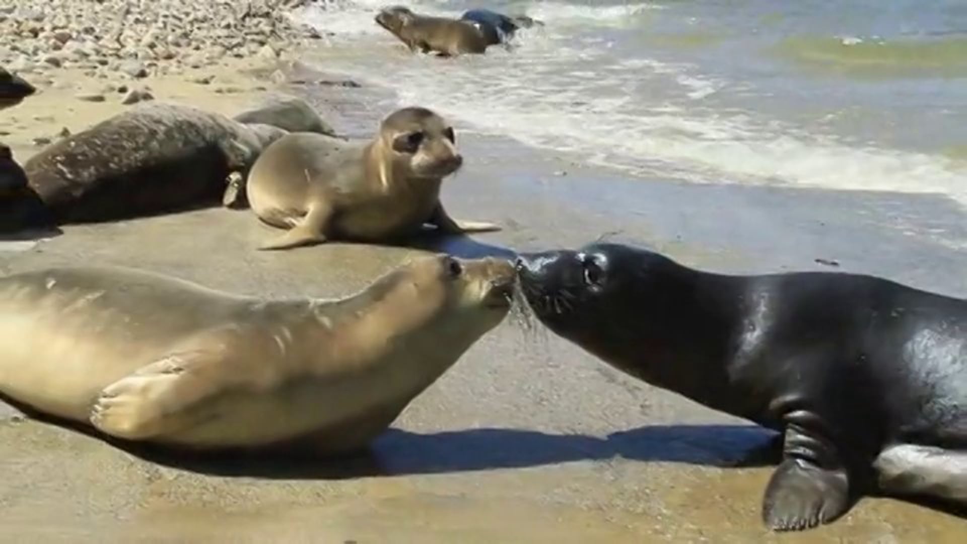 California Sea Lion and Elephant Seal Release
