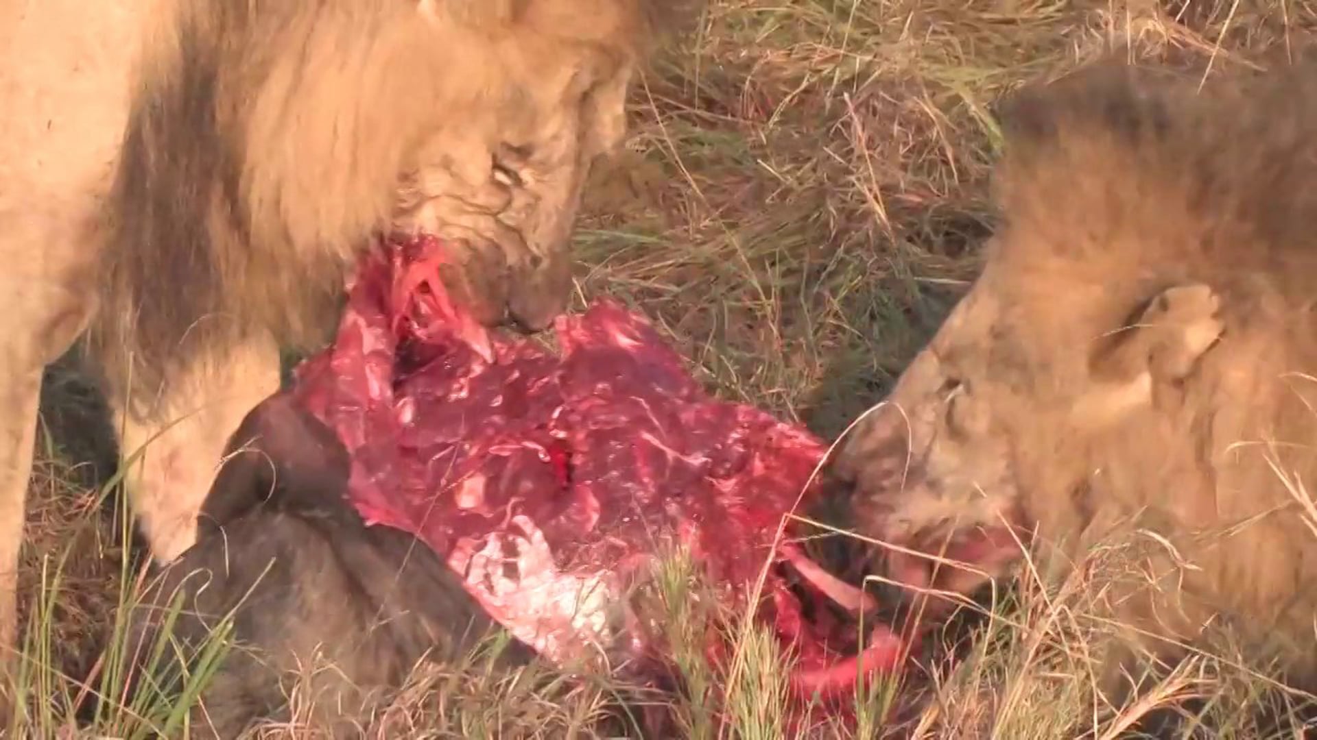 Far Cry 2: Location Africa. Part 3.