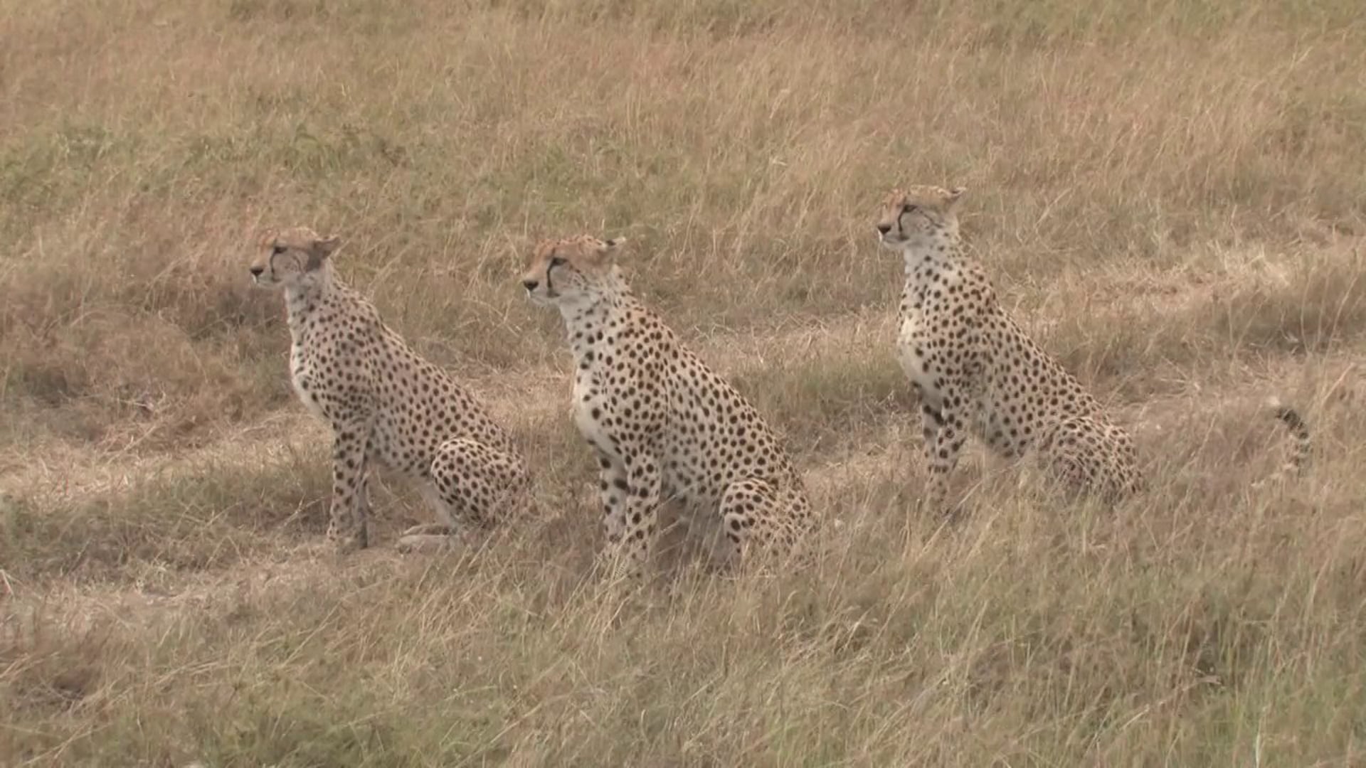 Far Cry 2: Location Africa. Part 4.