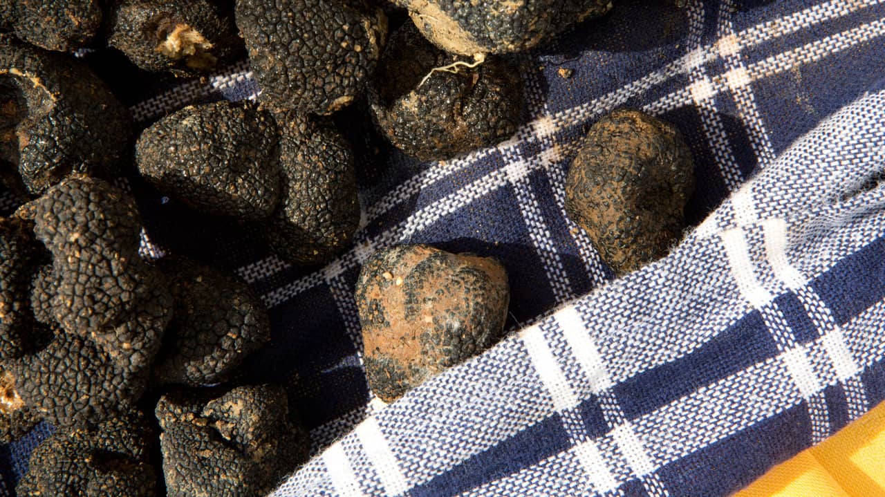 The Truffle Hunters on Vimeo