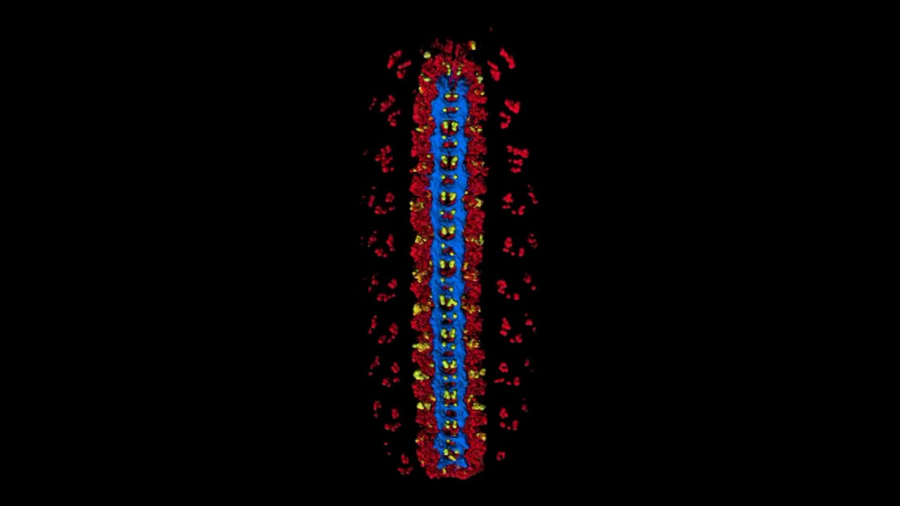 Drosophila - axons (blue), neurons (red), and Eve (yellow)