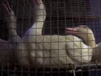 Mercy For Animals: Foie Gras