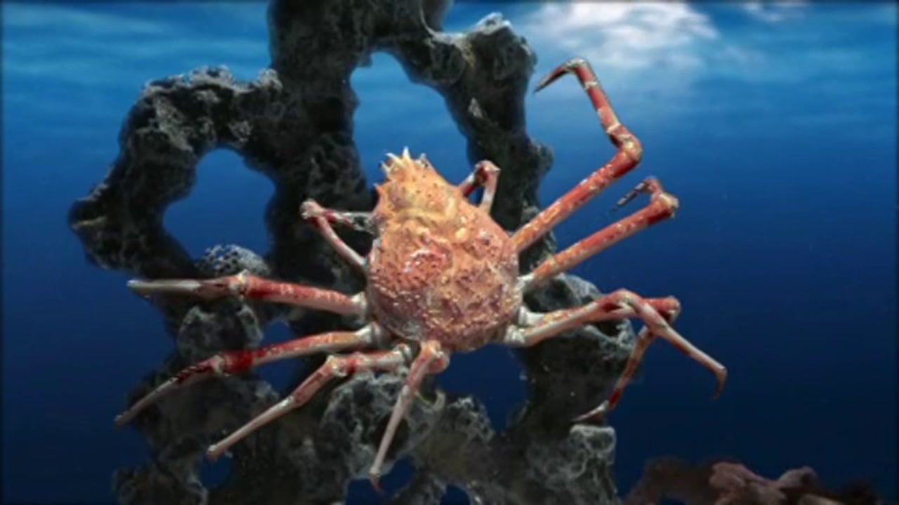 “Bizarre & Beautiful” for Newport Aquarium