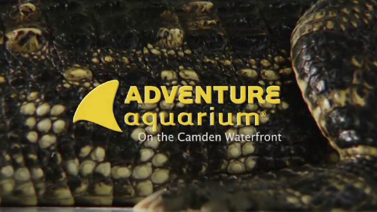 “Mighty Mike” for Adventure Aquarium