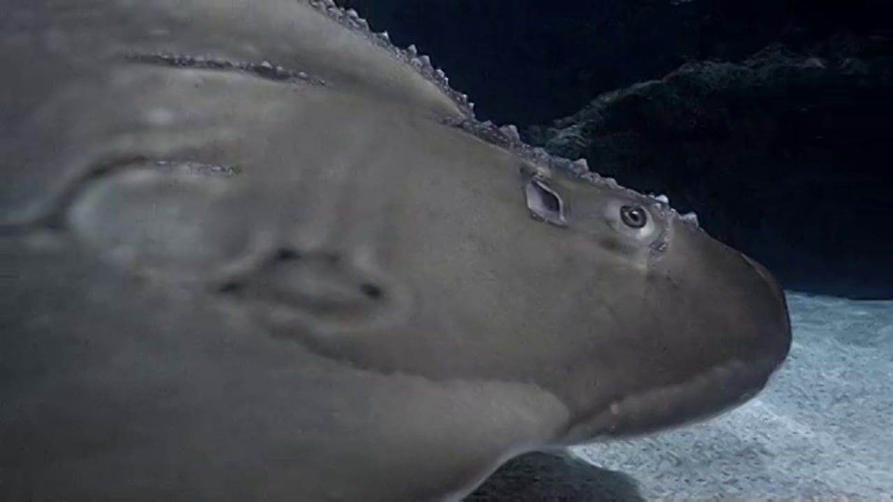 "Rare Shark Ray" for Newport Aquarium
